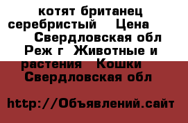 котят британец серебристый  › Цена ­ 3 000 - Свердловская обл., Реж г. Животные и растения » Кошки   . Свердловская обл.